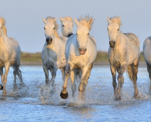 Camargue