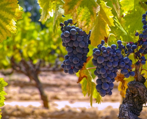 Vignoble Duché d'Uzès